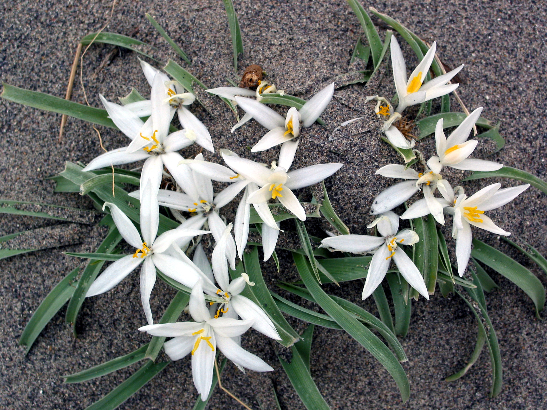 sand lily, star lily, mountain lily (Leucocrinum montanum)